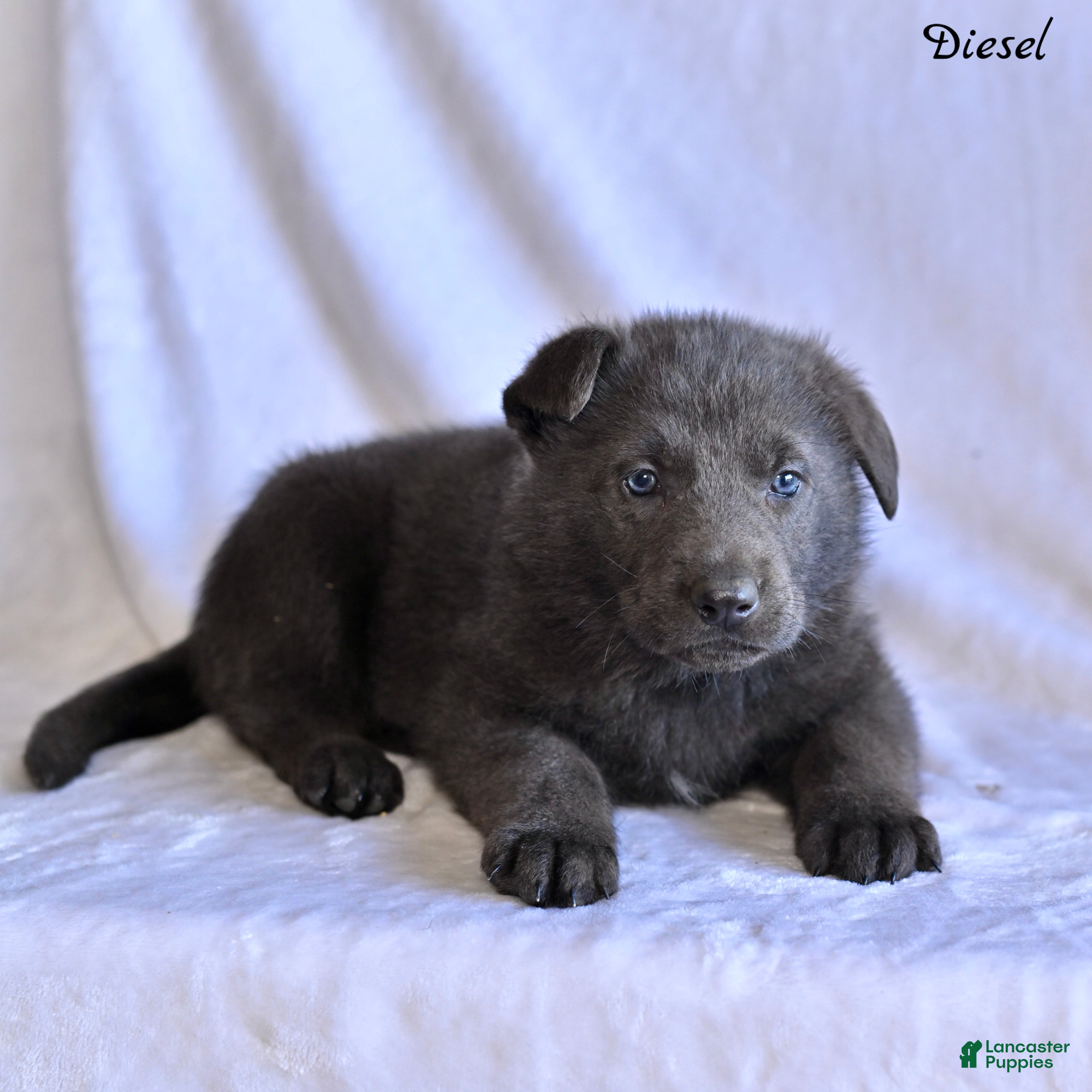 German Shepherd dogs Diesel - Ad 2