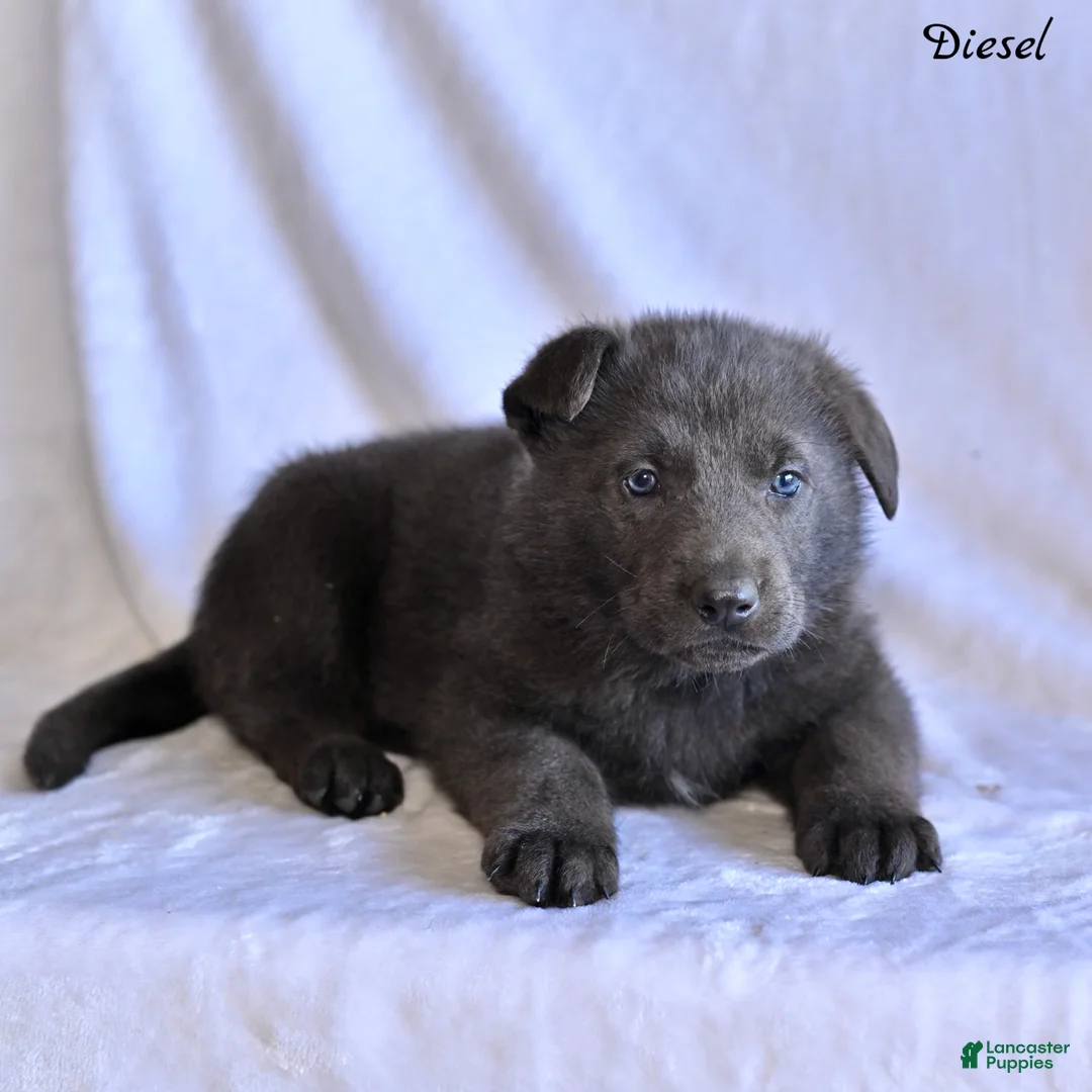 German Shepherd dogs for sale: Diesel - Ad 2
