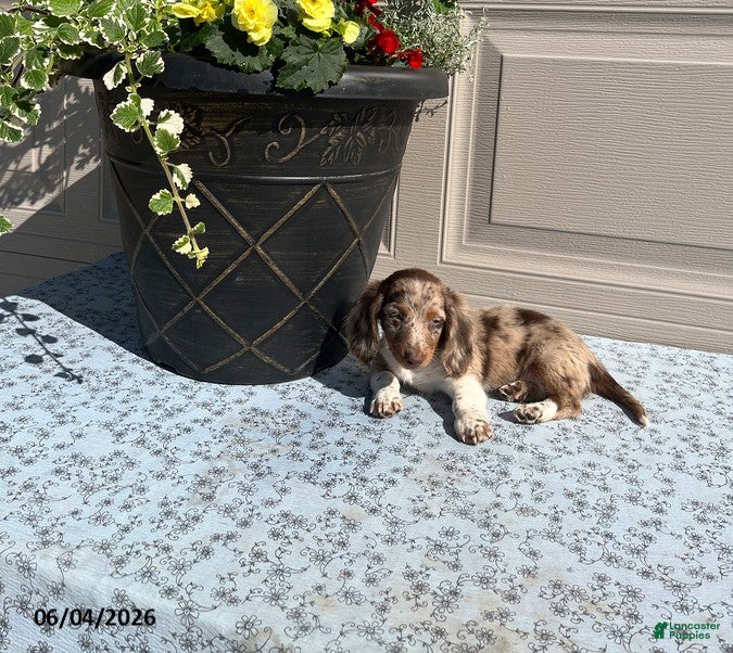 Miniature Dachshund dogs for sale: Brownie - Ad 1