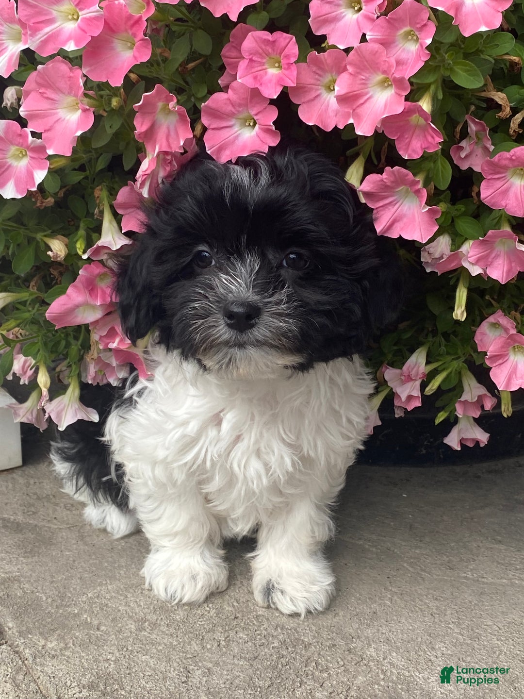 Havanese dogs for sale: Hope  - Ad 2