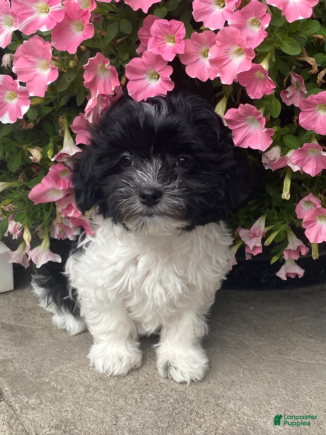 Havanese dogs for sale: Hope  - Ad 2