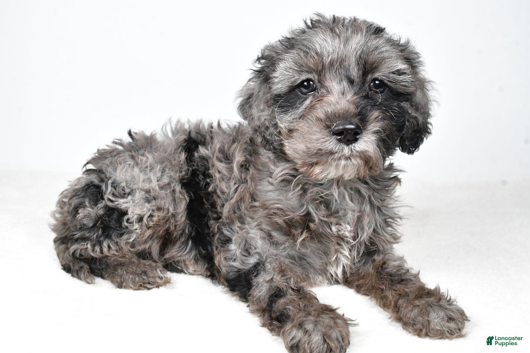 Cockapoo dogs for sale: Kelly - Ad 10