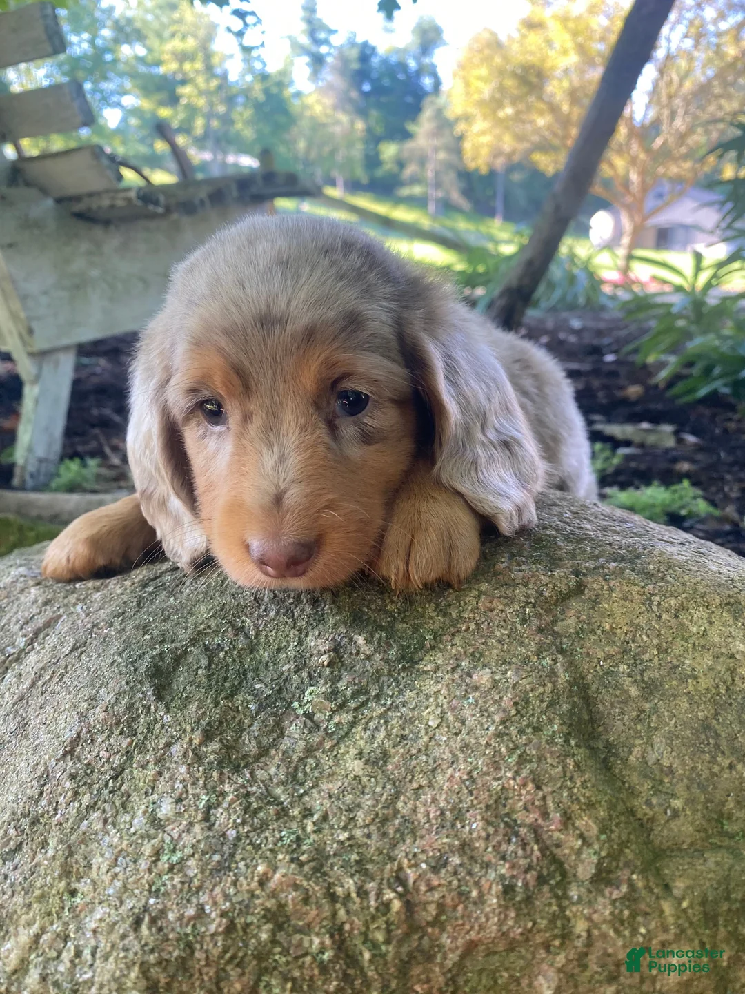 Miniature Dachshund dogs for sale: Jasper - Ad 1