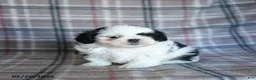 Shih Tzu dogs for sale: Spotty - Ad 5