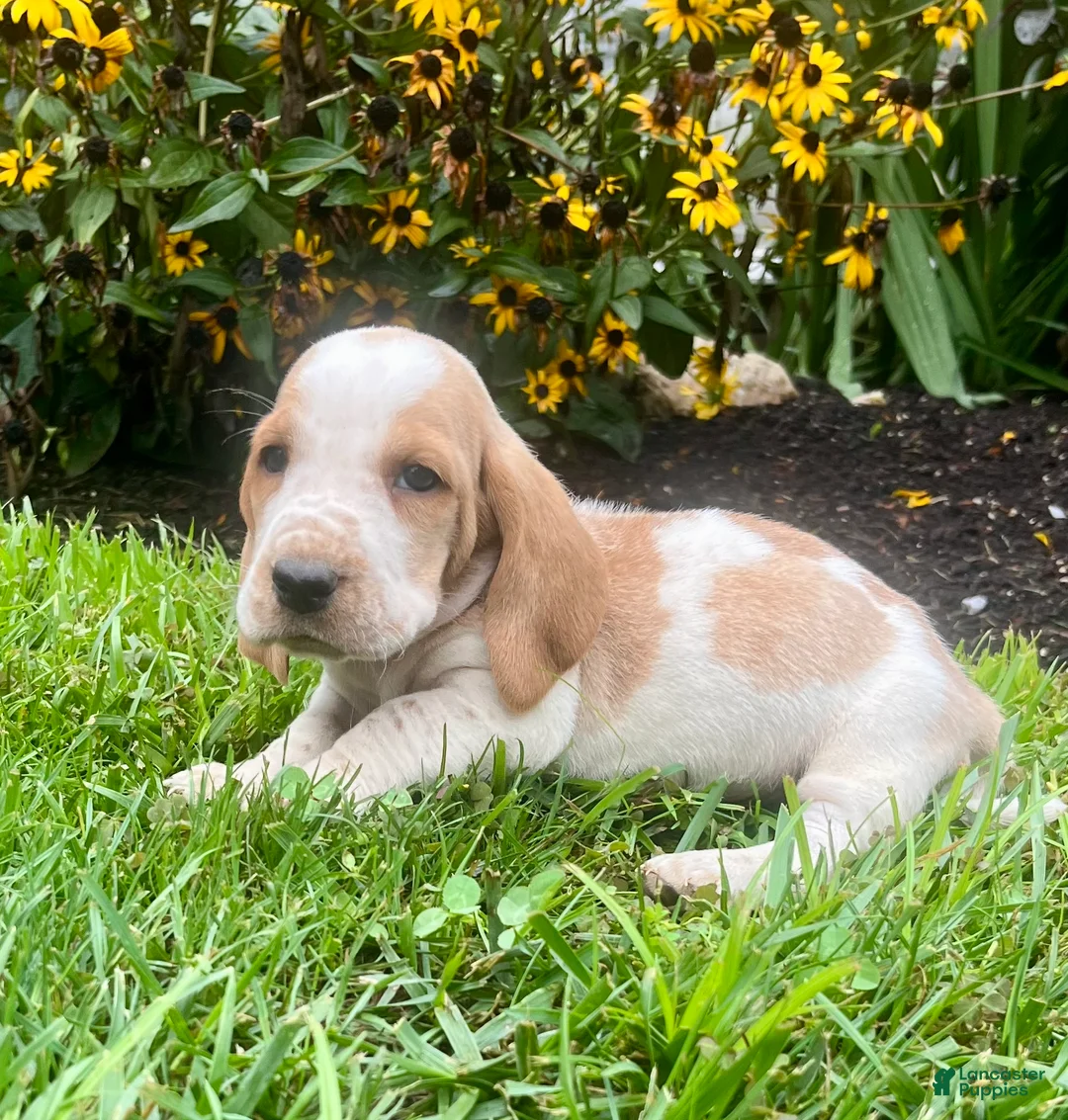 Basset Hound dogs for sale: Benny❤️AKC Registered - Ad 1