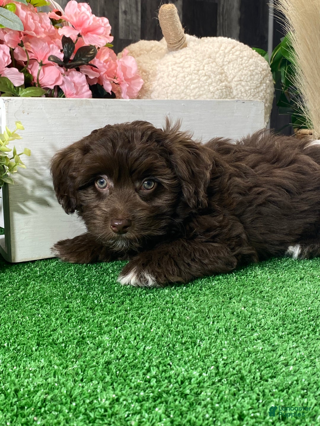 Havanese dogs for sale: Howie - Ad 3