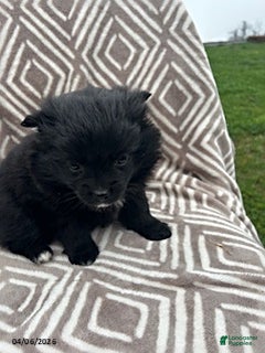 Pomeranian dogs Charcoal - Ad 2