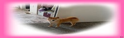 Shiba Inu dogs for sale: Shiba Inu Puppy 2 - Ad 2