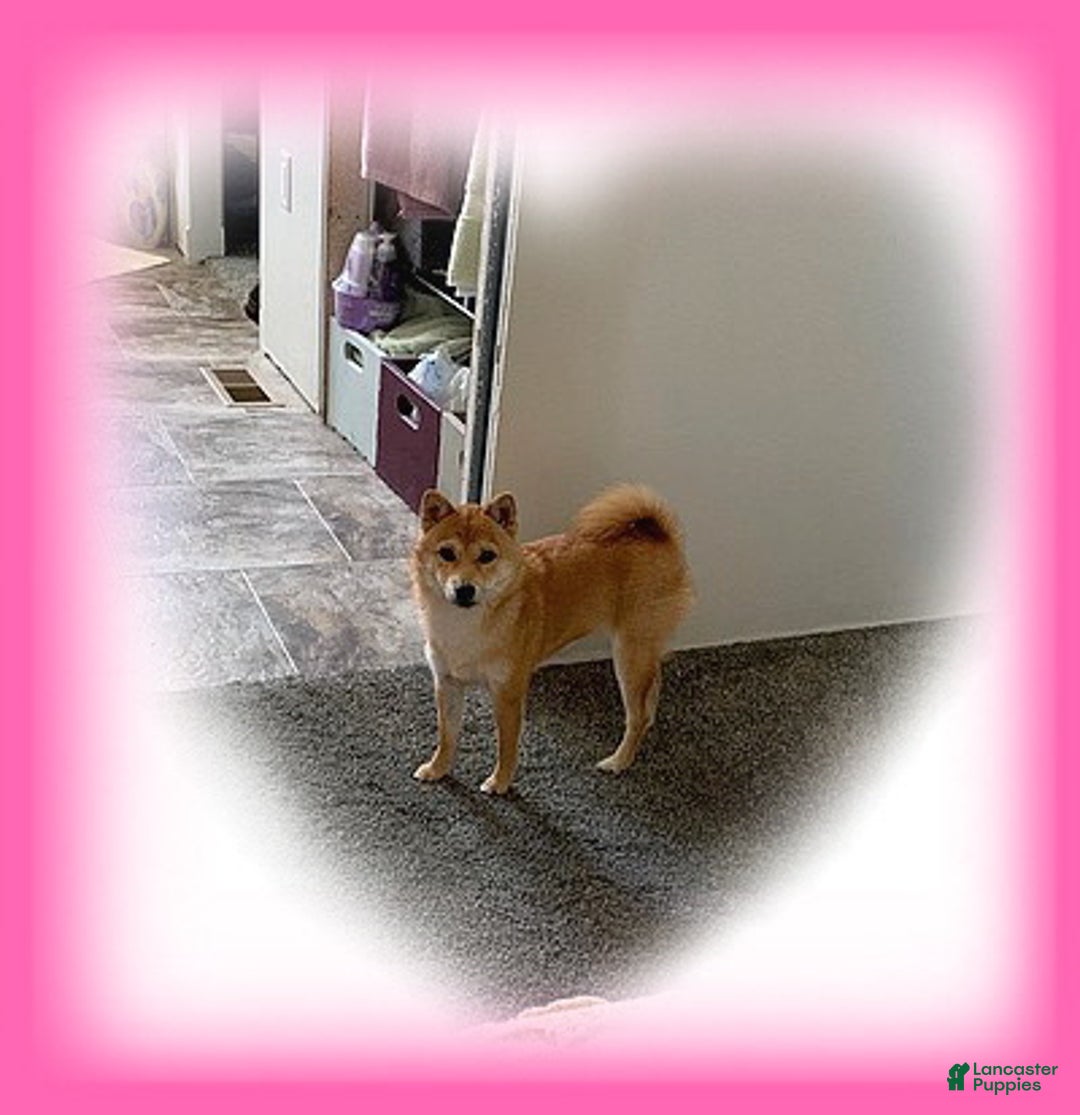 Shiba Inu dogs for sale: Shiba Inu Puppy 2 - Ad 2