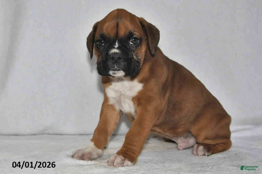 Boxer dogs for sale: Stellan - Ad 2
