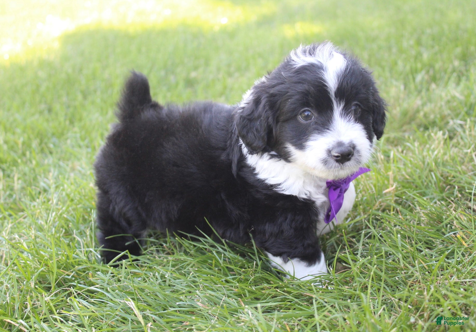 Mini Aussiedoodle dogs for sale: Jackson 💎 - Ad 2