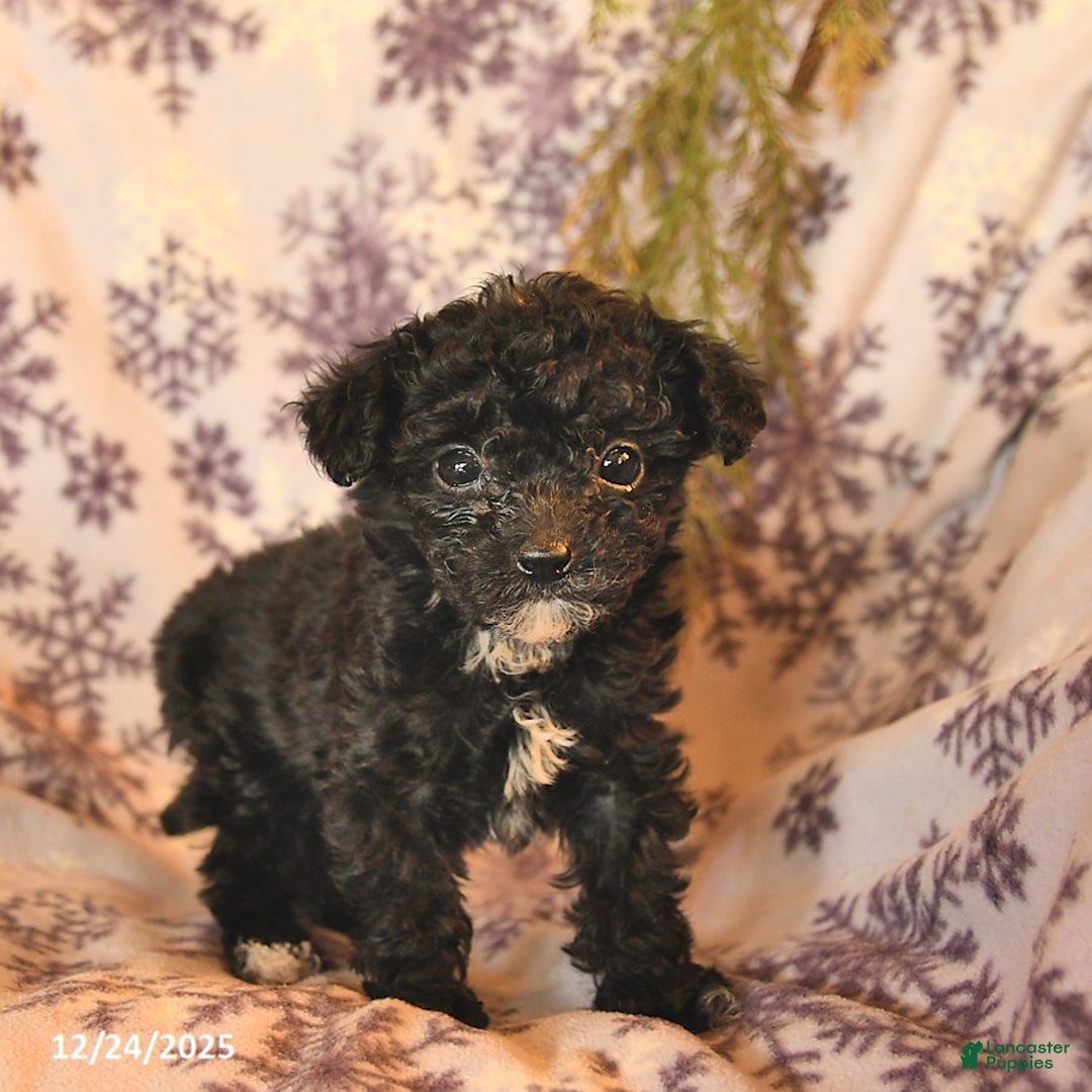 Miniature Poodle dogs for sale: Ash   - Ad 4