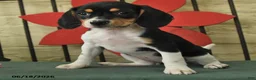 Beagle dogs for sale: Sofie - Ad 3