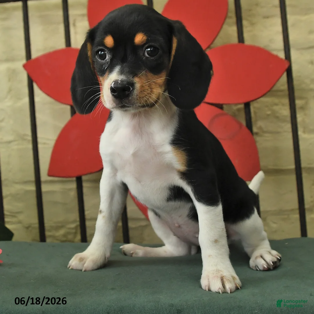 Beagle dogs for sale: Sofie - Ad 3