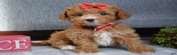 Maltipoo dogs for sale: Fargo - Ad 8