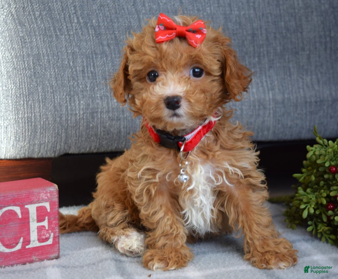 Maltipoo dogs for sale: Fargo - Ad 8