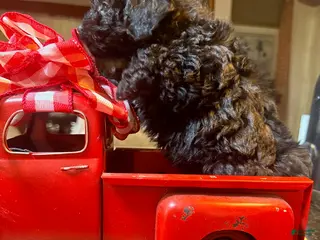 Toy Poodle dogs Toy Poodle Female 1 - Ad 29
