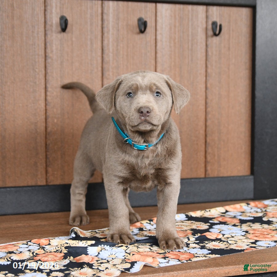 Labrador Retriever dogs Willow - Ad 8