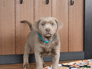 Labrador Retriever dogs Willow - Ad 35