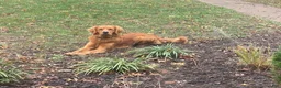 Golden Retriever dogs for sale: Max - Ad 7