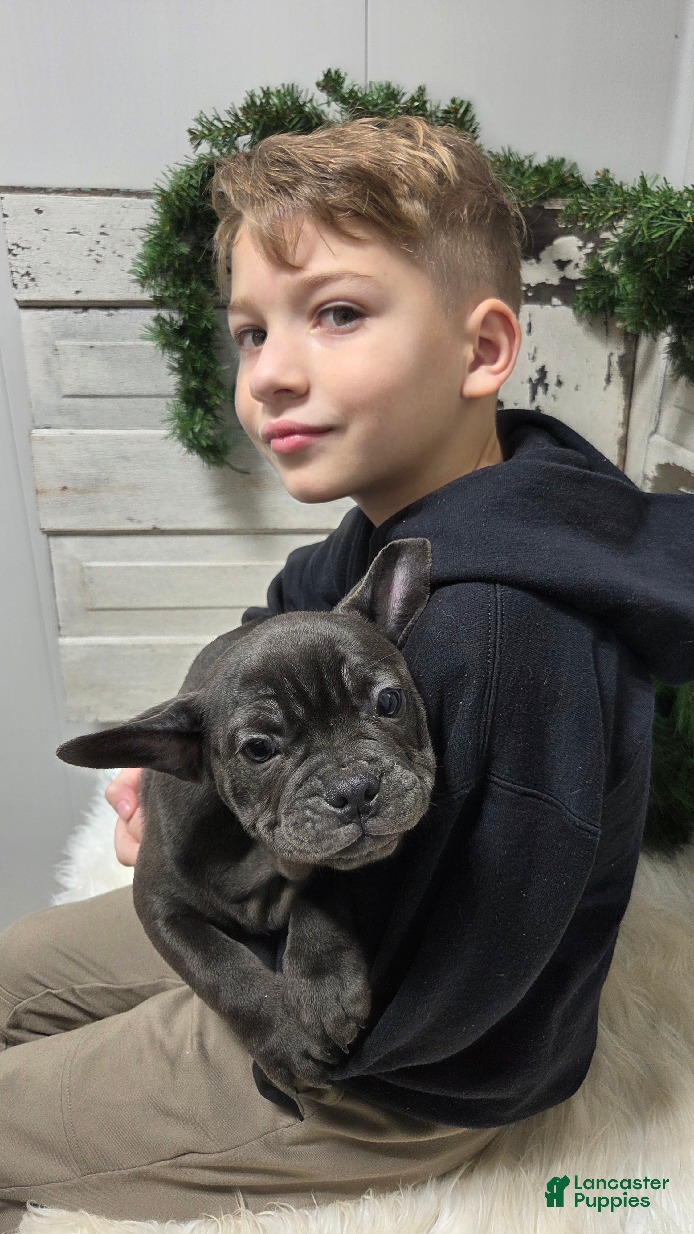 French Bulldog dogs Carter - Ad 13