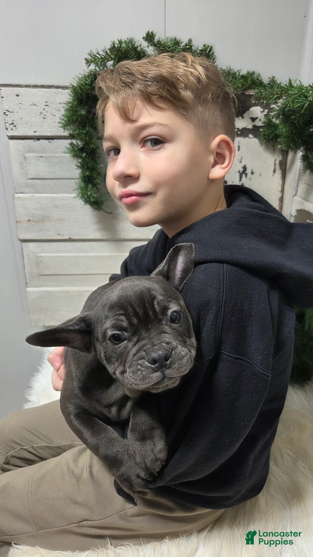 French Bulldog dogs for sale: Carter - Ad 1