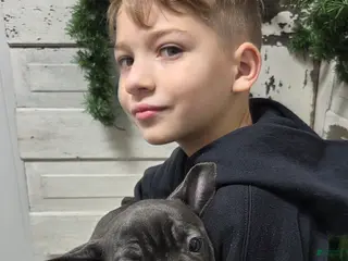 French Bulldog dogs Carter - Ad 13