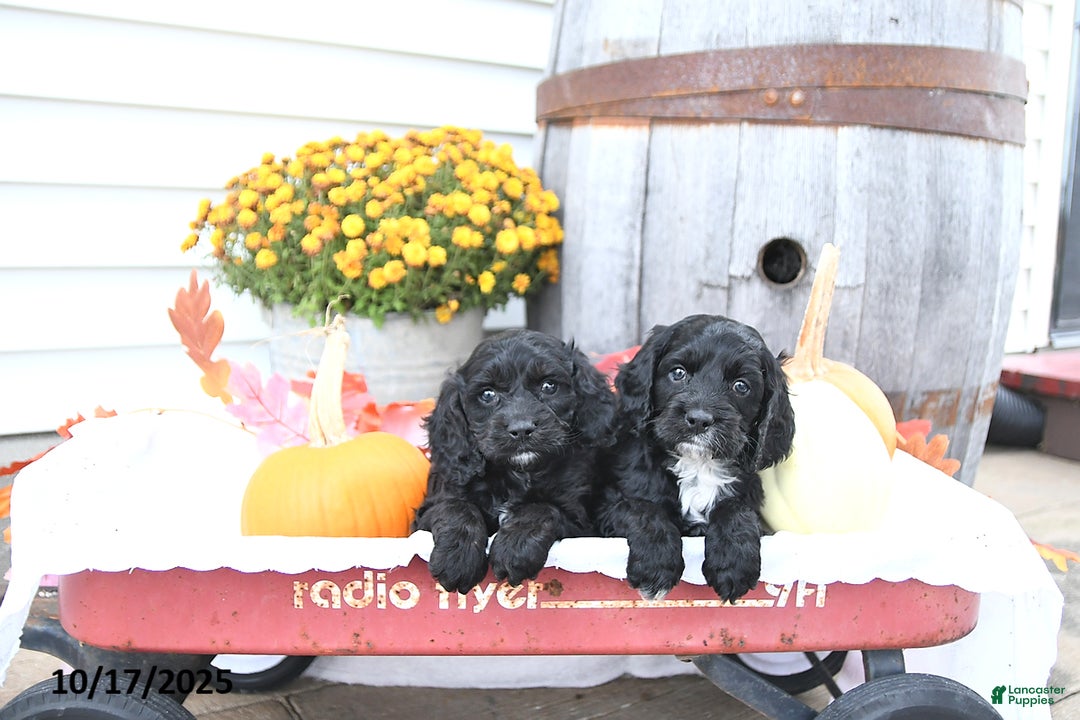 Cockapoo dogs for sale: Chloe - Ad 8