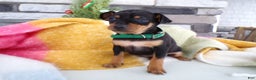 Miniature Pinscher dogs for sale: Miniature Pinscher Puppy 2 Lexie - Ad 2