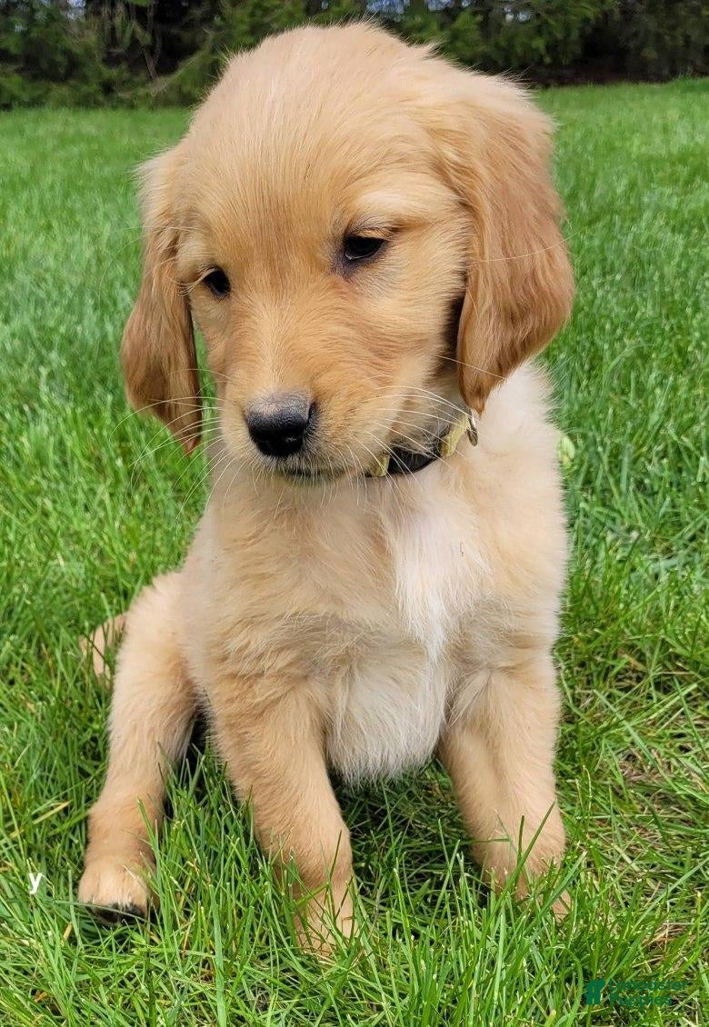 Golden Retriever dogs Tank - Ad 3