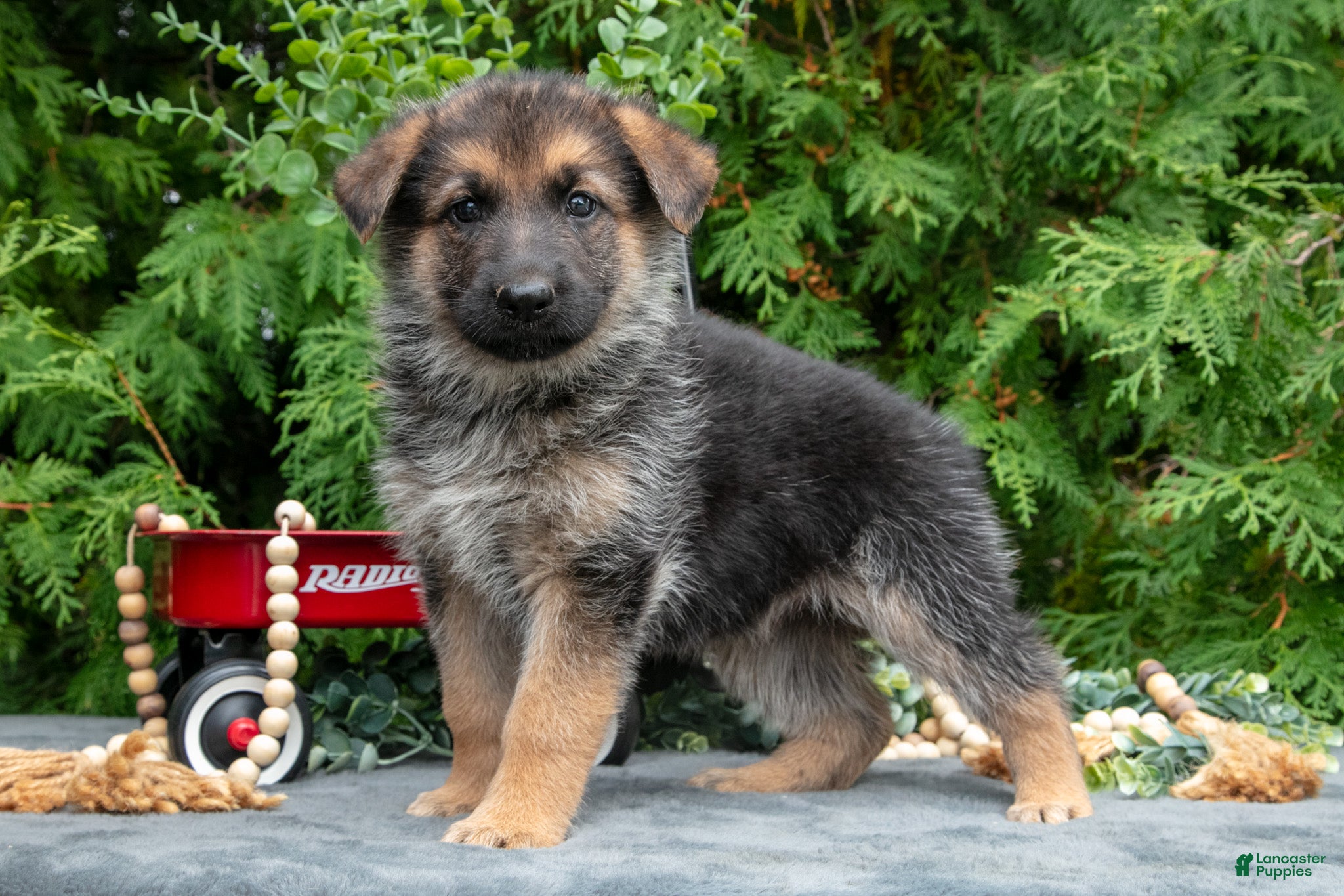 Venus (German Shepherd, Female) in Bremen, IN
