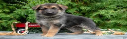 German Shepherd dogs for sale: Venus - Ad 1