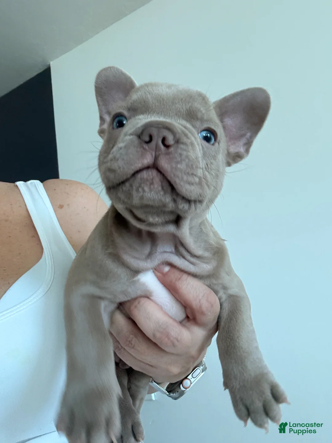 French Bulldog dogs for sale: Lenon - Ad 2