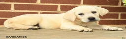 Labrador Retriever dogs for sale: Dynamite - Ad 3