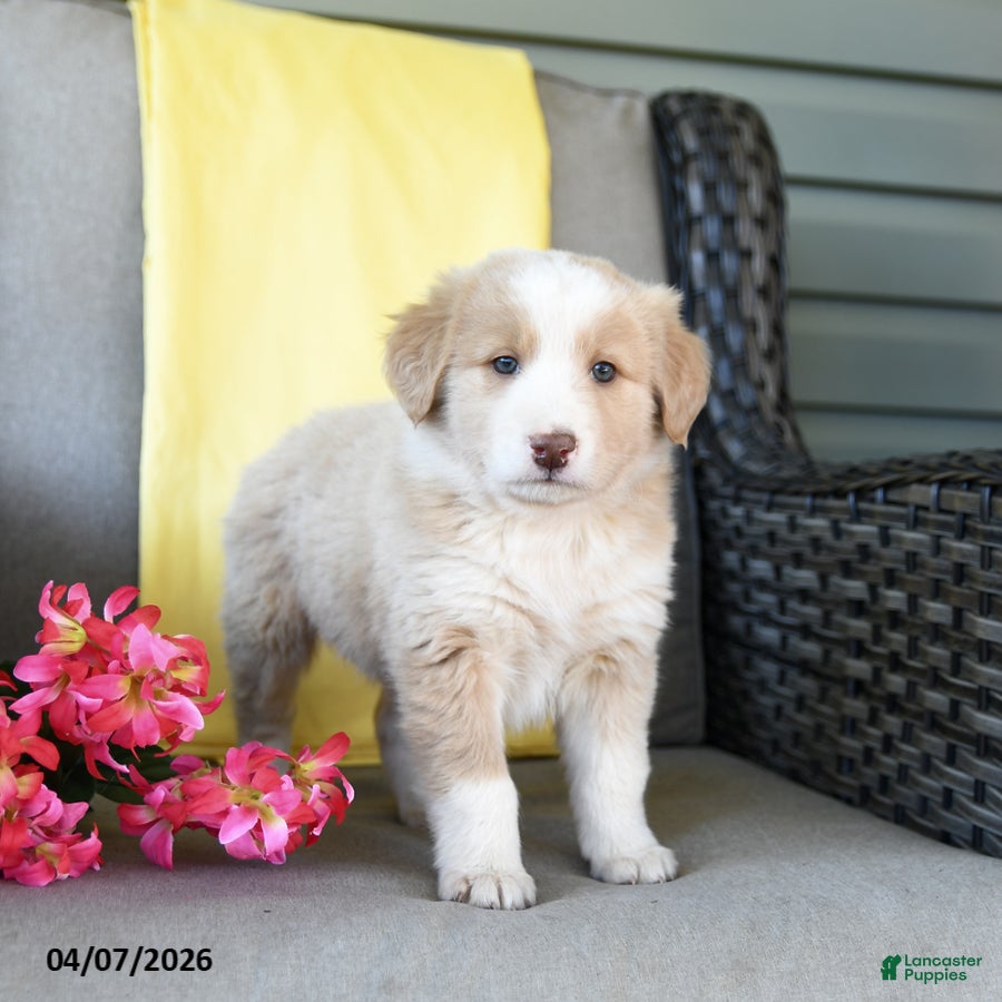 Australian Shepherd dogs Rose  - Ad 1