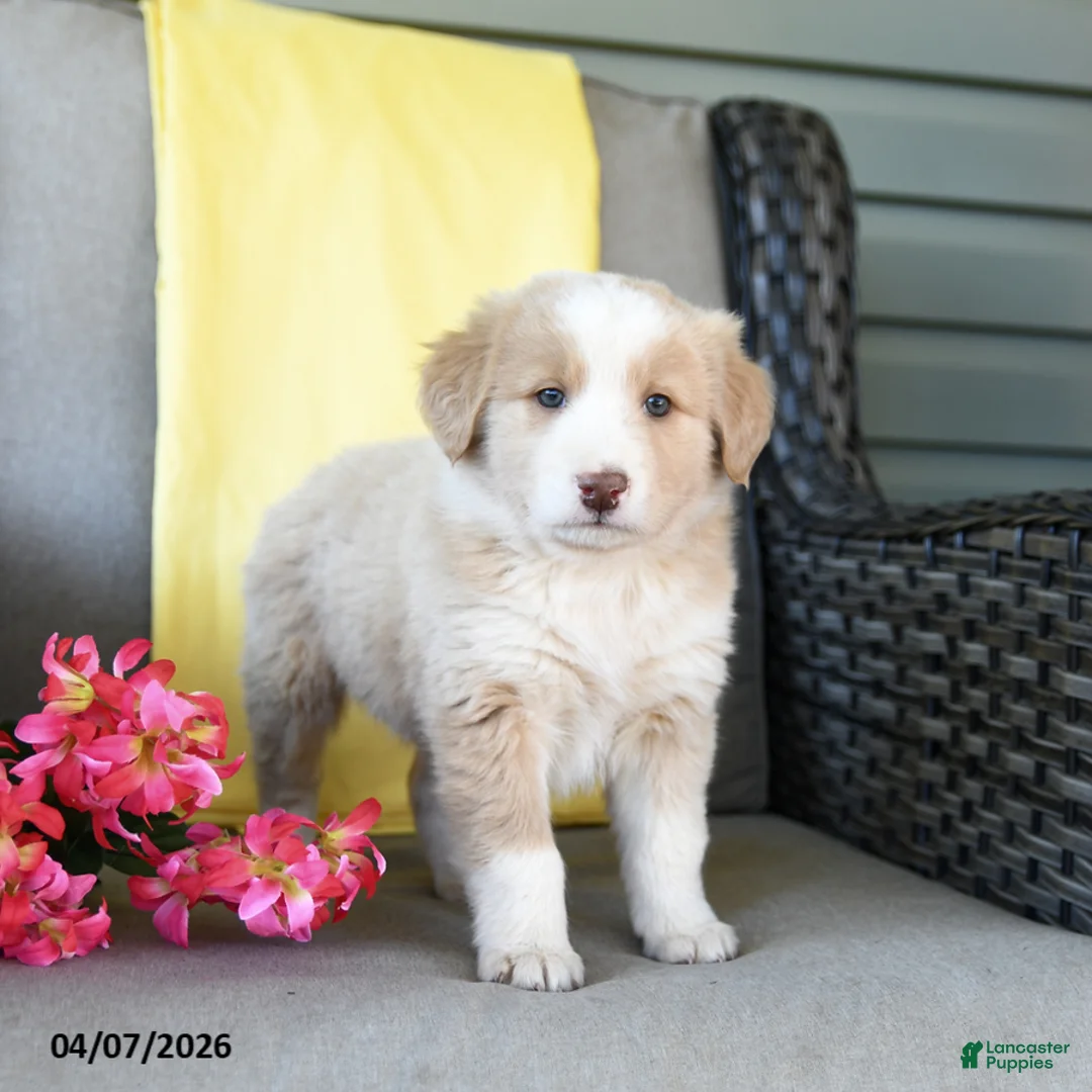 Australian Shepherd dogs for sale: Rose  - Ad 1