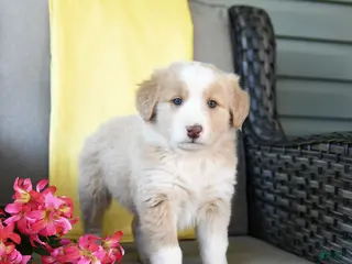 Australian Shepherd dogs for sale: Rose - Ad 4