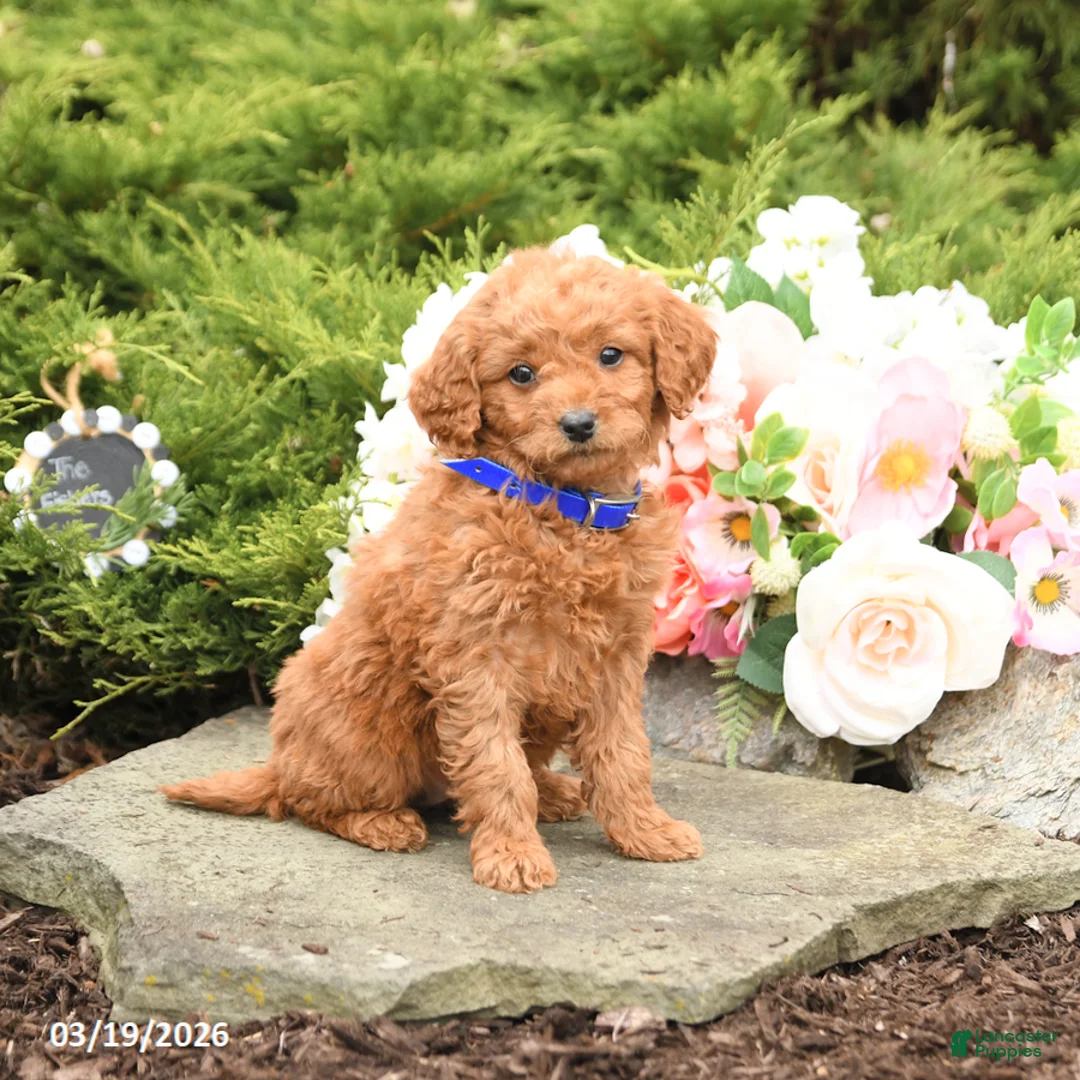 Mini Goldendoodle dogs for sale: Sunshine - Ad 5
