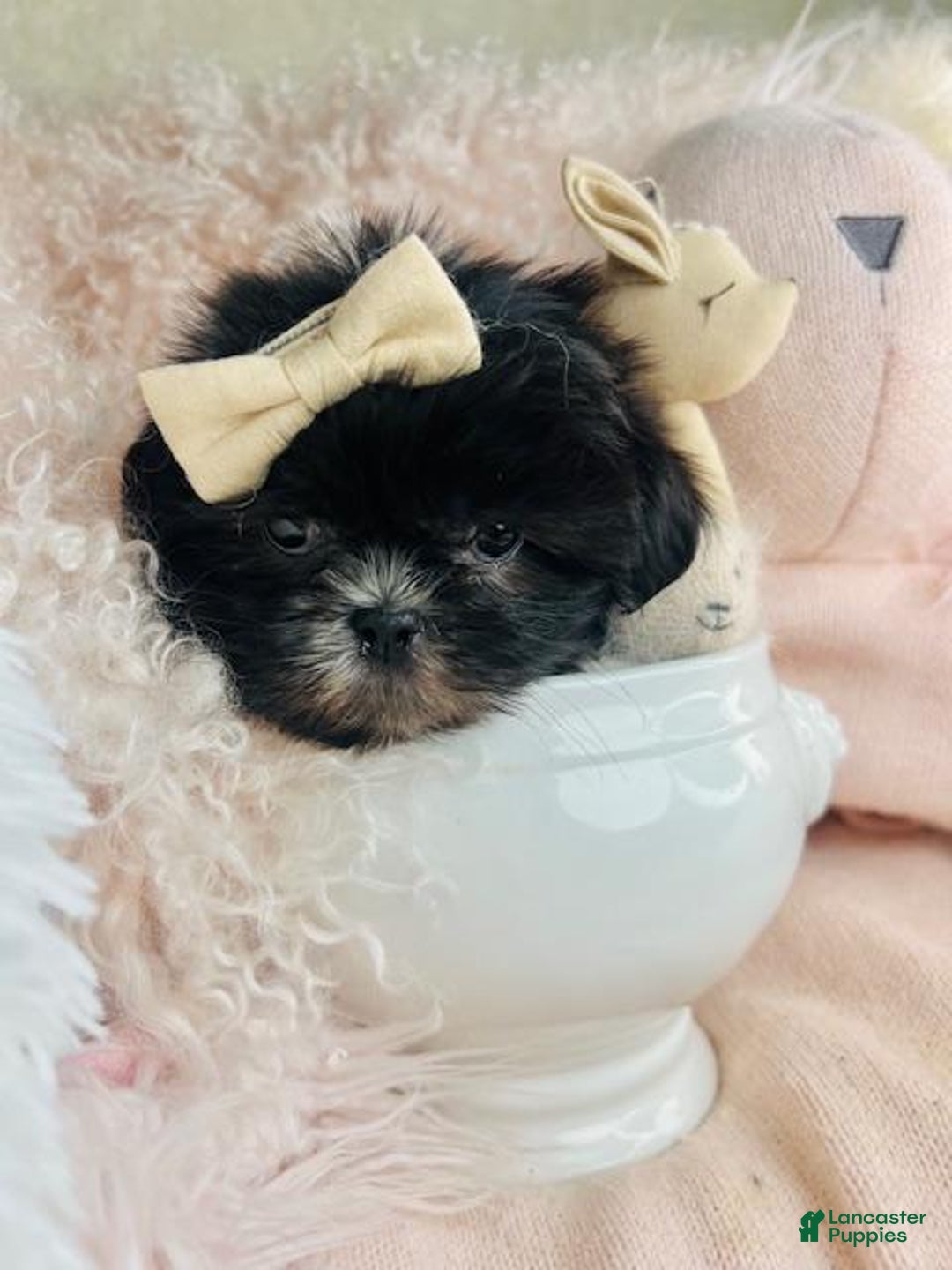 Shih Tzu dogs for sale: Shih Tzu Puppy 1 - Ad 1