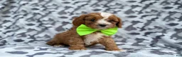 Cavapoo dogs for sale: Jeb - Ad 6
