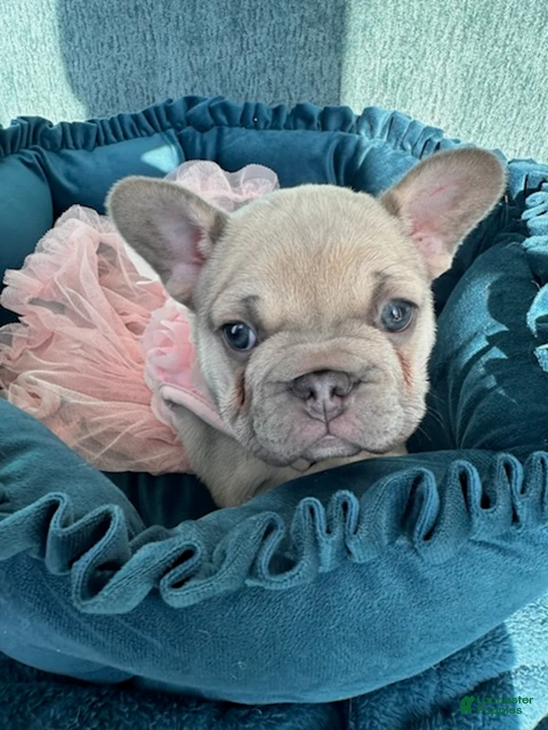 French Bulldog dogs for sale: Lilac Pretty - Ad 7