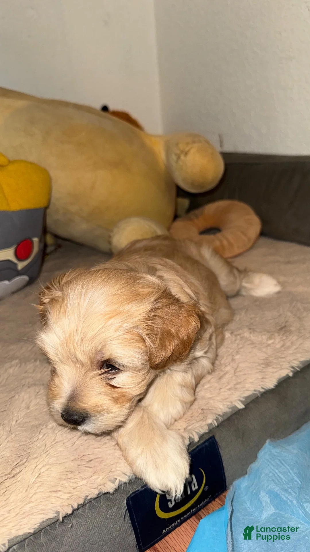 Mixed Breed dogs for sale: Mixed Breed 2 - Ad 1