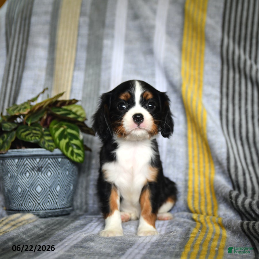 Cavalier King Charles Spaniel dogs Julies - Ad 2