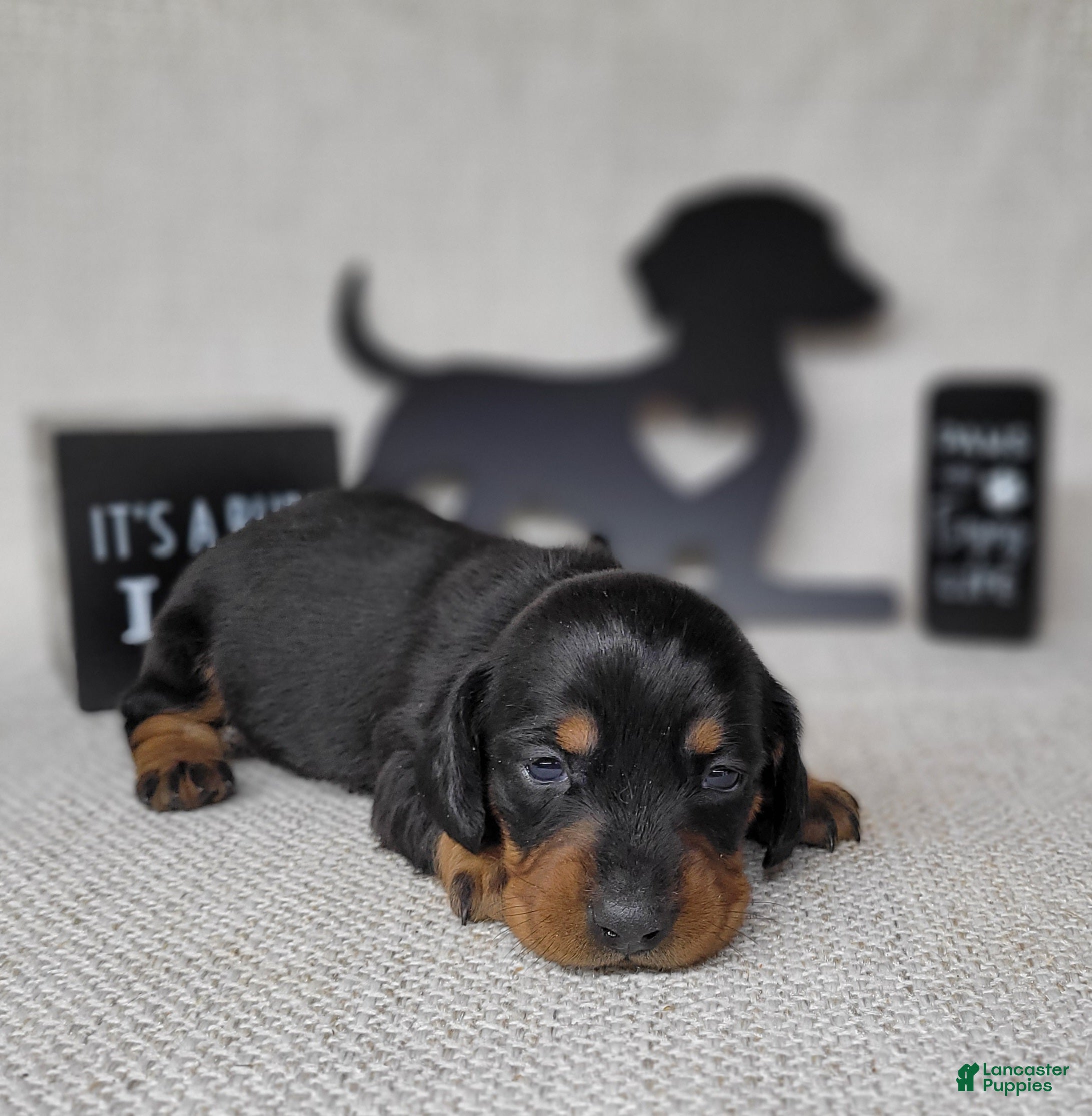 Miniature Dachshund dogs Sofia AKC - Ad 28