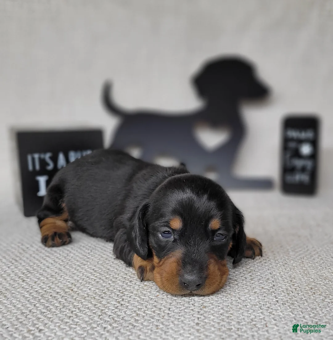 Miniature Dachshund dogs for sale: Sofia AKC - Ad 1