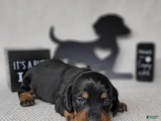Miniature Dachshund dogs Sofia AKC - Ad 28