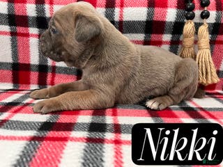 Cane Corso dogs Nikki - Ad 29