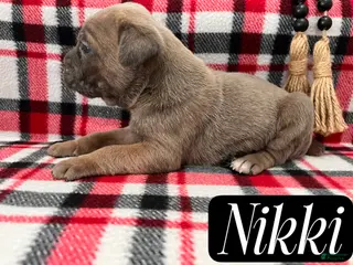 Cane Corso dogs Nikki - Ad 23