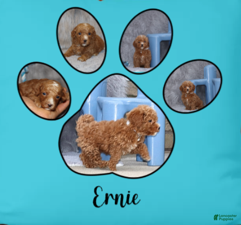 Havapoo dogs Ernie 💙 - Ad 6