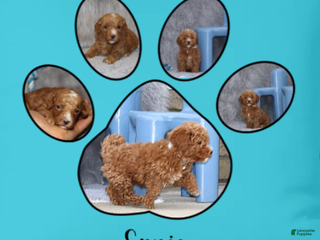 Havapoo dogs Ernie 💙 - Ad 7